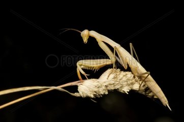 Praying mantis on a spike on a black background
