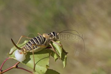 Bush Cricket with strange growth/parasit on a leaf