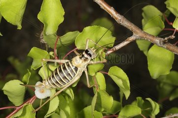 Bush Cricket with strange growth/parasit on a twig