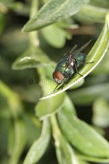 Greenbottle Fly on a leaf