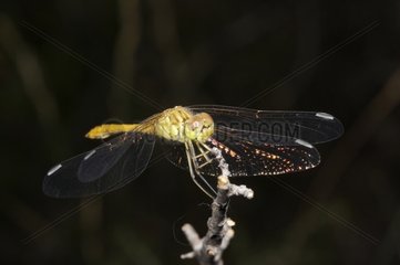 Yellow-winged Darter on a twig