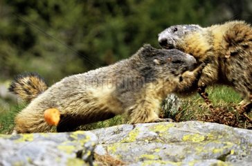 Alpine marmots fighting Mercantour NP France