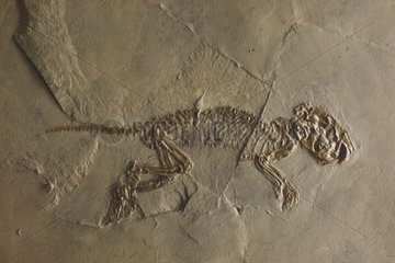 Fossil eines Massillamys -Nagetiers