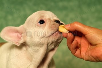Welpen franzÃ¶sische Bulldogge essen eine Delikatesse belohnt