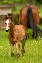 Selle français mare in a meadow with its foal