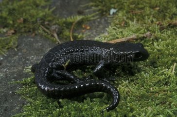 Salamandre noire Suisse