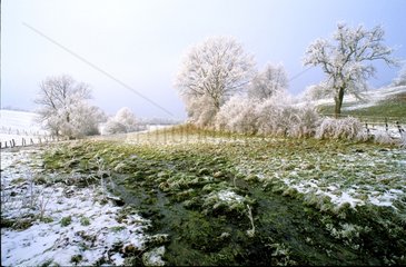 Wiese und Orchard Frost des Vosges France