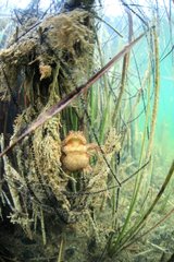 Common toad and her eggs in a lake - France