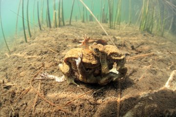 Common toad ball mating in a lake - France
