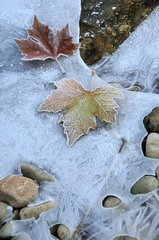 Frosty dead leaves on ice - France