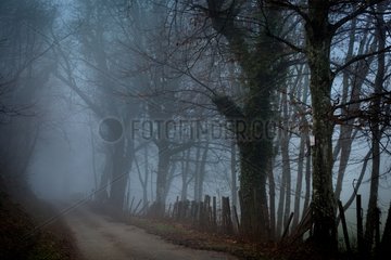 Morning Mist and country road - Rhône-Alpes France