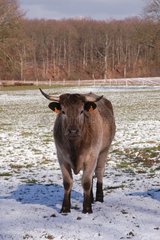 Kuh in einer schneebedeckten Wiese im Winter Frankreich
