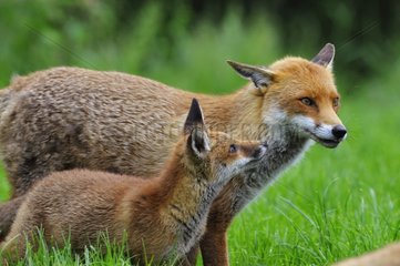 Red Fox Cub mit seiner Mutter in Spring England
