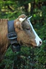 Portrait of Abondance cow with a bell - France