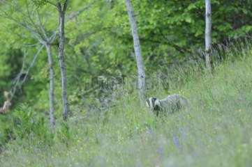 European Badger in a meadow - Bugey France