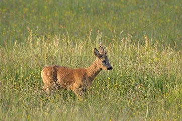 Roe Deer in a meadow - Bugey France