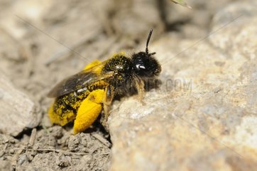 Catsear Mining-bee pollen covered - Ecrins Alps France