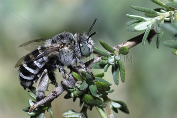 Anthophora Bee grooming on a twig - Ardeche France