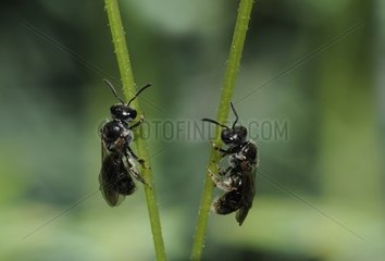 Mining Bees on stems - Northern Vosges France