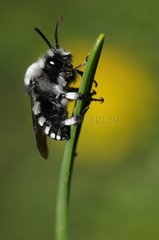 Cuckoo bee on a blade of grass - Northern Vosges France