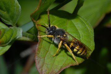 Gooden's Nomad Bee on a leaf - Northern Vosges France