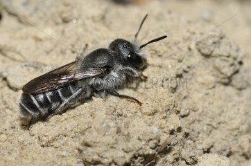 Blue Mason Bee warming on ground - Northern Vosges France