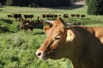 Limousine Cows in a meadow - Northern Vosges France