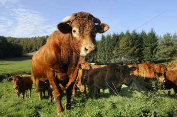 Limousine Bull and Cows in a meadow - Northern Vosges France