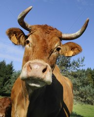 Portrait of Limousine Cow in meadow - Northern Vosges France