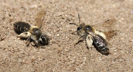 Female Mining-bees looking for galeries - Northern Vosges