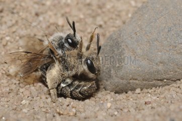 Mining-bees mating on sand - Northern Vosges France
