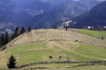 Weiden- und Heuwiesen Apuseni -Gebirge Rumänien