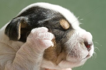 PortrÃ¤t von Jack Russel Terrier Neugeborenes Frankreich