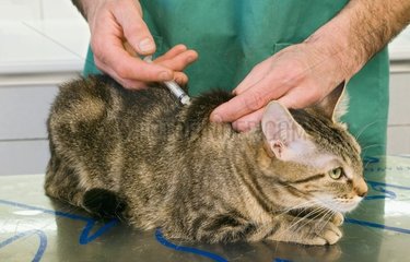 Tierarzt injizieren einen Impfstoff in eine europäische Katze Frankreich
