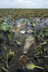 Comon caiman suffocated by an anaconda Venezuela
