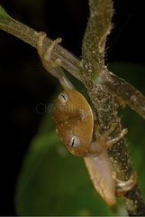 Treefrog on a stem French Guiana