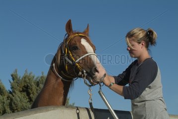 Training race horse in swimming pool South Australia