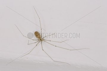 Female Daddy long-legs spider at the ceiling of a house