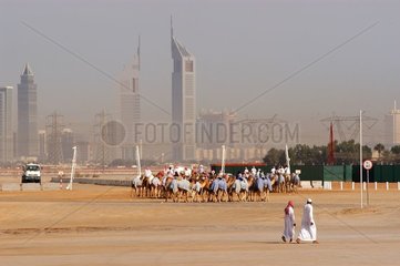 Renndromedäre vor den Vereinigten Arabischen Emiraten Dubai