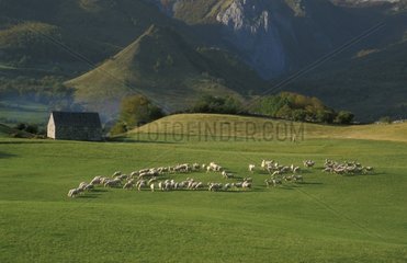 Herde von Aspe France Valley Schafe