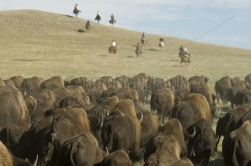 Cowboy pushing herd at Bison Roundup Custer State Park USA