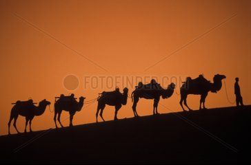 Gobi China Bactrian Caulks Caravan