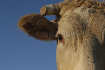 Porträt einer Charolaise Kuh
