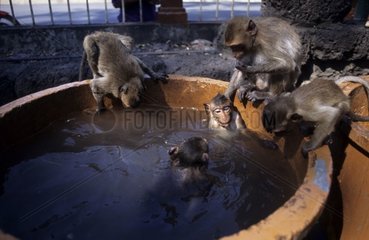 Jeune Macaque crabier se baignant devant un templeThaïlande
