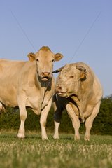 Kuh und Blond -d'Aquitaine -Bulle in der Wiese