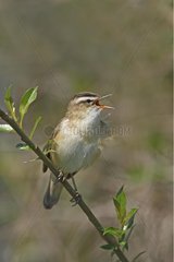 Sedge warbler singing on a branch Poland