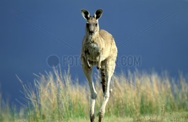 Kangourou gris de l'Est sautant Victoria Australie
