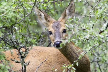 Portrait of a female Roe deer France