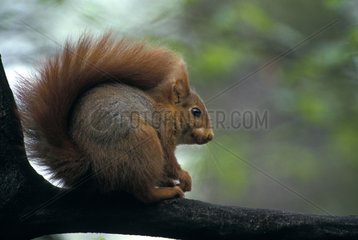 Portrait of Eurasian Red Squirrel sat on a branch France
