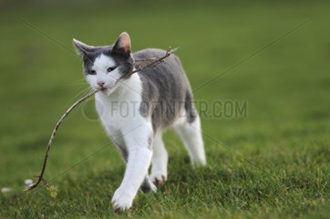 White and blue male European cat in a garden France